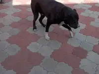 продам собаку, фотография 3