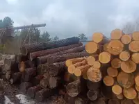 продажа лиственницы и сосны