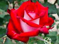 Роза осирия, кордес