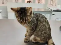 Отдам котенка в добрые руки!, фотография 2