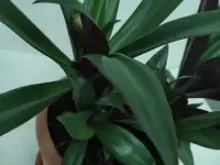 Рэо необчное растение