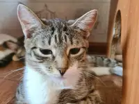 Ищу хозяина для кошечки, фотография 2