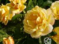 Роза солей вертикаль клим, дельбар