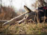 Отдам собаку, фотография 5