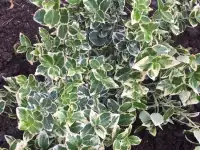 Садовые деревья цветущие и ягодные кустарники цветы многолетки, фотография 9