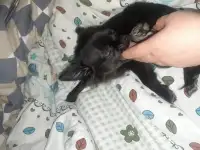 Чихуа щенок девочка, фотография 3