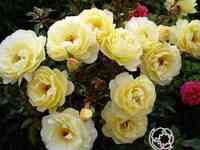 Роза Санни почвопокровная