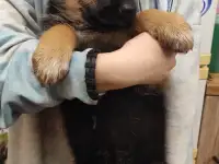 Щенки 100 немецкой овчарки, фотография 3