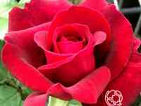 Роза бельвью, топалович