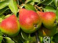 Груша краснобокая