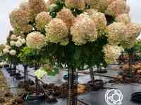 Гортензия коттон крем на штамбе 55см