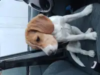 Бигль девочка 7,5 месяцев, фотография 3