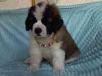 Щенки Сенбернара 1.5 мес, фотография 3