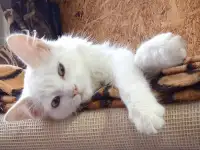 Отдам котенка мальчика в добрые руки, фотография 3