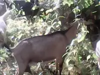 Продам стадо коз 82 головы, фотография 8