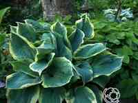 Хоста Пайзаз (SM)