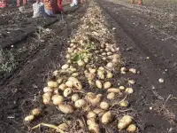 Картофель (товарной группы), фотография 3