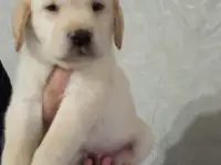 Продаются щенки Лабрадор ретривер, фотография 8