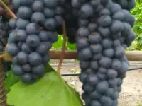 Продам саженцы винограда, фотография 9