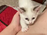 Отдам котят в хорошие руки, фотография 8