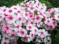 Флокс метельчатый Европа