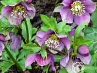 Морозник эрли пепл