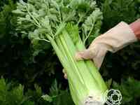 Семена Сельдерей Жених черешковый