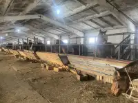 лошади согым, фотография 2