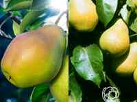 Груша 2 в 1: чижовская/августовская роса