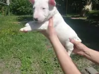 Миниатюрный бультерьер, фотография 4