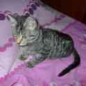 Отдам в добрые руки 2,5 месячного серого тигрового котёнка, девочку., фотография 5