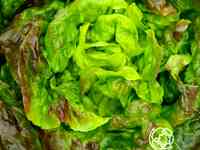 Семена Салат Витаминный сундучок полукоч.