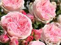 Роза жардина плетистая, топалович