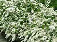 Спирея грефшейм..