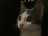 Отдадим котенка мальчика в добрые руки, фотография 2