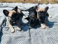 Щенки французского бульдога, фотография 2