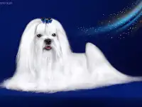 Щенок мальтезе, фотография 2