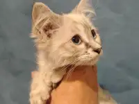 Отдам прекрасных котят в хорошие руки, фотография 7