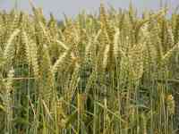 пшеница  оптом  от  5000тонн., фотография 8