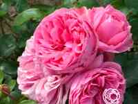 Роза Леонардо да Винчи флорибунда