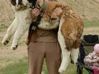 СЕНБЕРНАРЩЕНКИПРОДАЖА, фотография 5