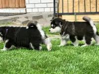 Щенки маламута для души и выставок, фотография 3