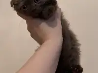 Шотландский шоколадный котёнок, 3 мес, мальчик, фотография 2