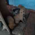 Отдам щенков, фотография 2