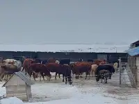 Фазенда, Кольащы, фотография 3