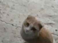 в добрые руки