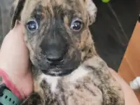 Щенки ПИТСТАФФ остались девочки, фотография 4