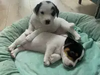 Продаются милые щенки ДжекРассел терьера, фотография 7