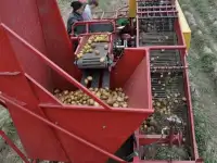 Продам прицепной картофелеуборочный комбайн ККУ-1, фотография 4