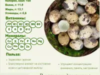 Продам перепелиные яйца